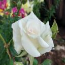 denenmiş leziz  tarifler