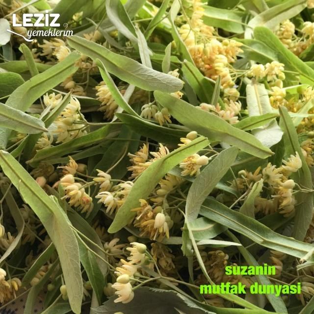 Ihlamur Hakkında Genel Bilgiler