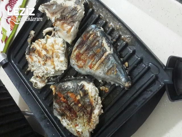Tost Makinasında Palamut