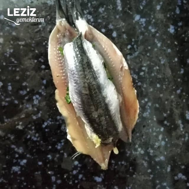 Nefis Hamsi Kuşu