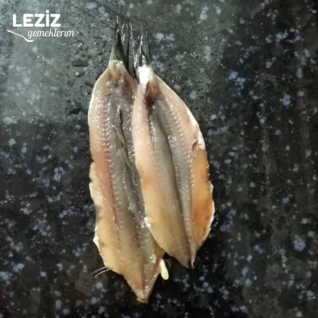 Nefis Hamsi Kuşu