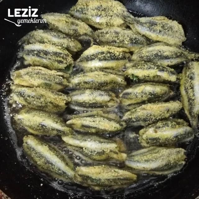Nefis Hamsi Kuşu