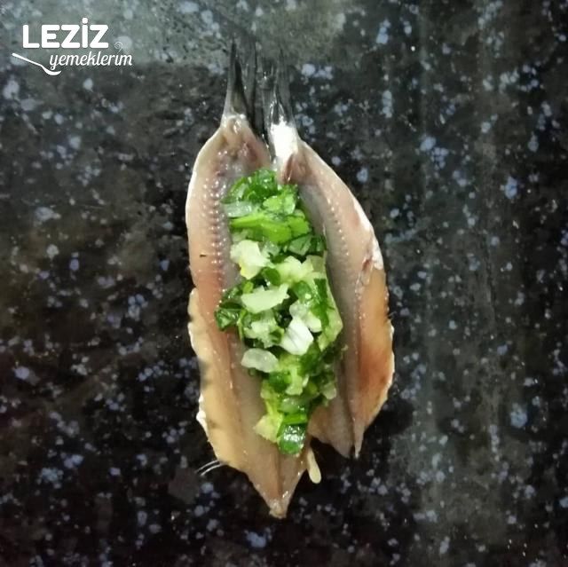 Nefis Hamsi Kuşu