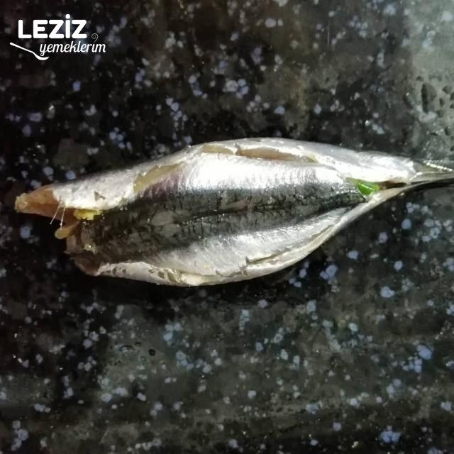 Nefis Hamsi Kuşu