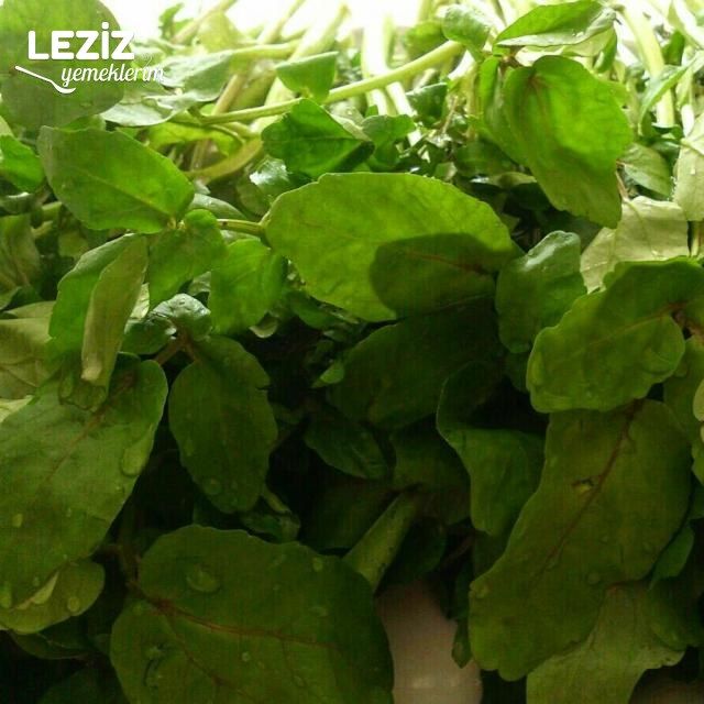 Su Teresi Salatası