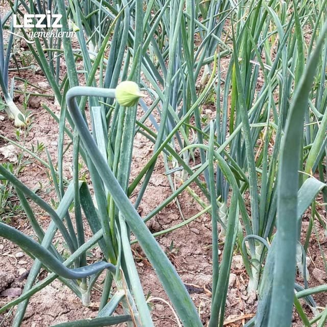 Soğan Erkeği Kavurması