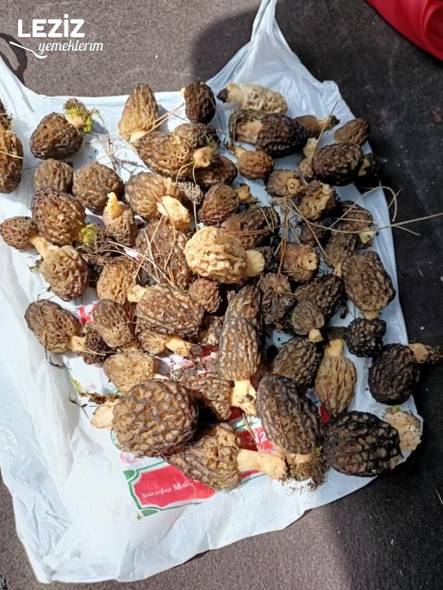 Yumurtalı Kuzu Göbeği Mantarı