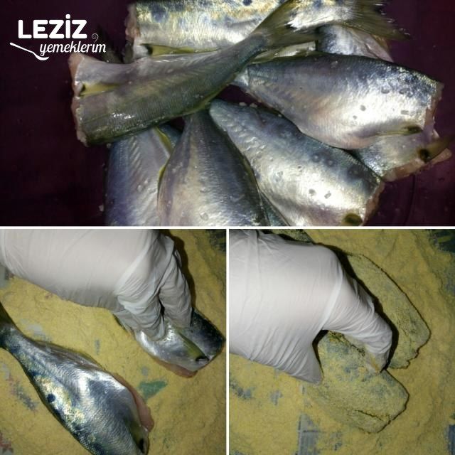 Tavada Nefis Levrek