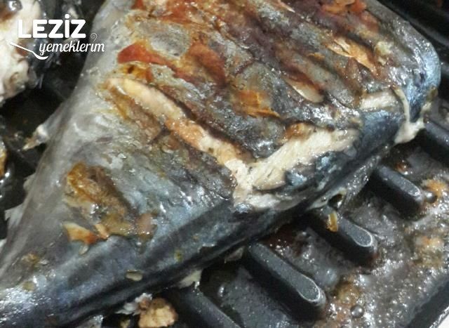 Tost Makinasında Palamut