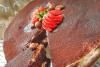 Çikolatalı Tiramisu