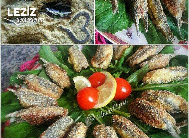Hamsi Kuşu